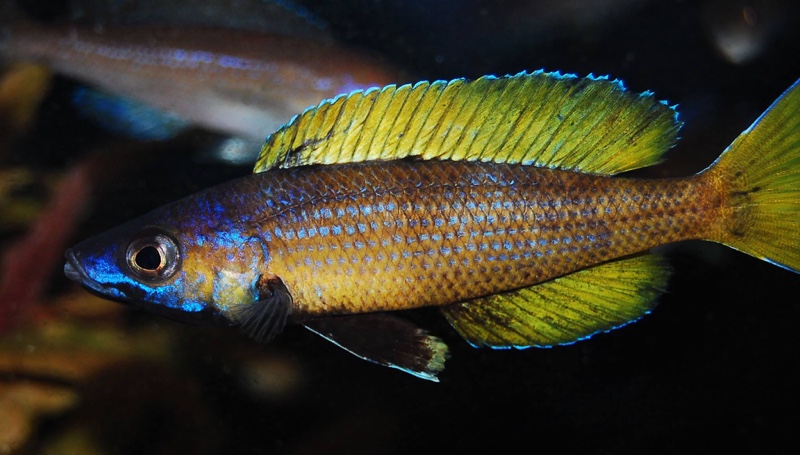 Cyprichromis sp. 'brilliant jumbo' Kitumba